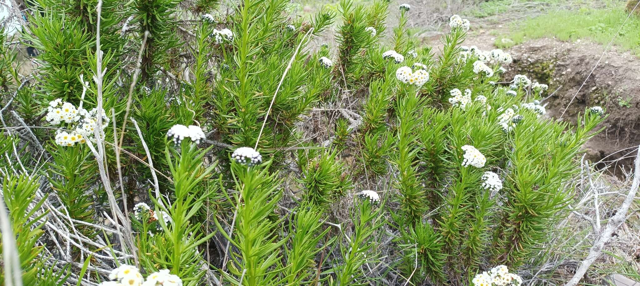 Image de Heliotropium stenophyllum Hook. & Arn.