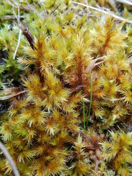 Image of tomentypnum moss