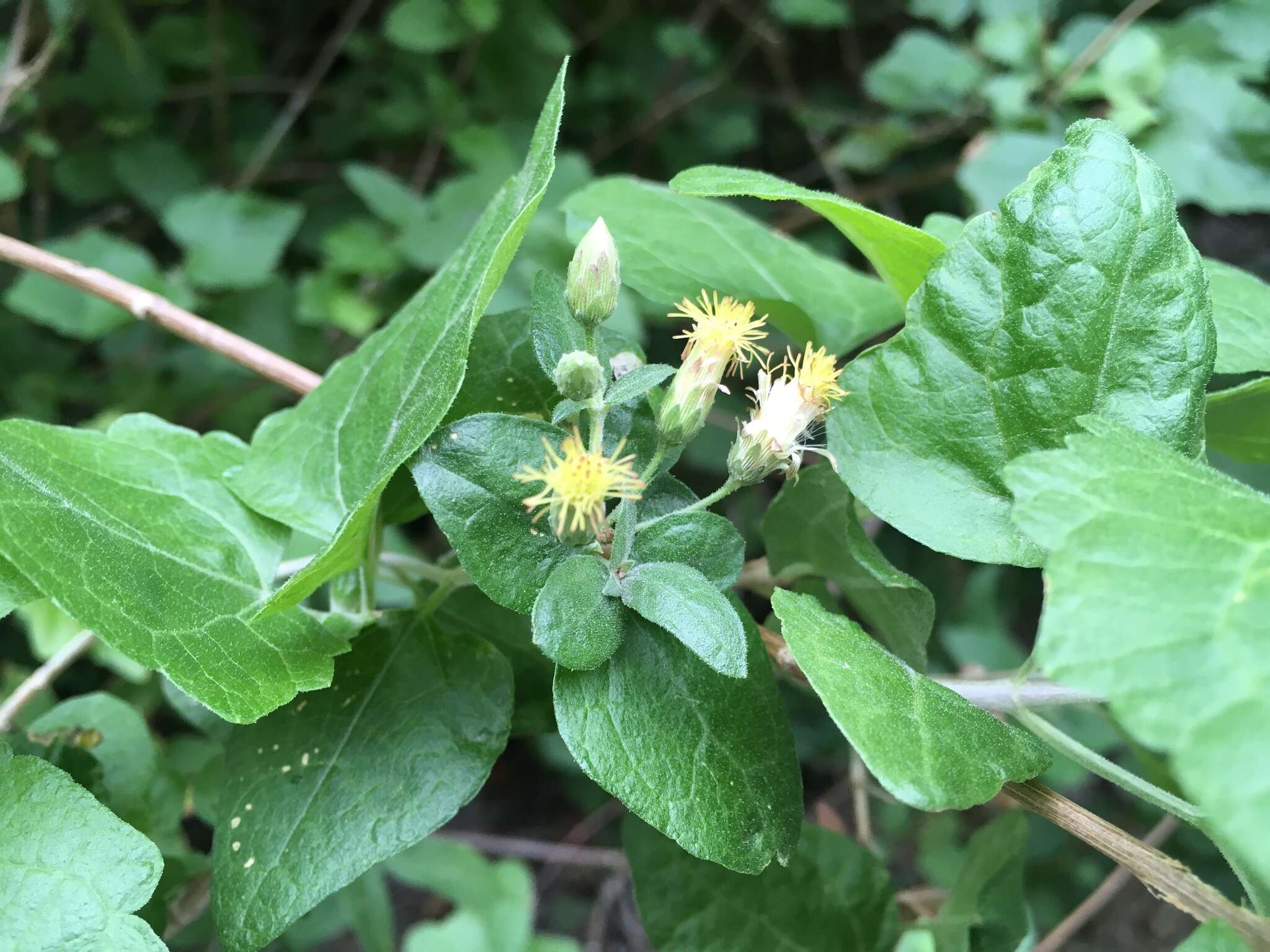 Plancia ëd Brickellia rhomboidea E. Greene