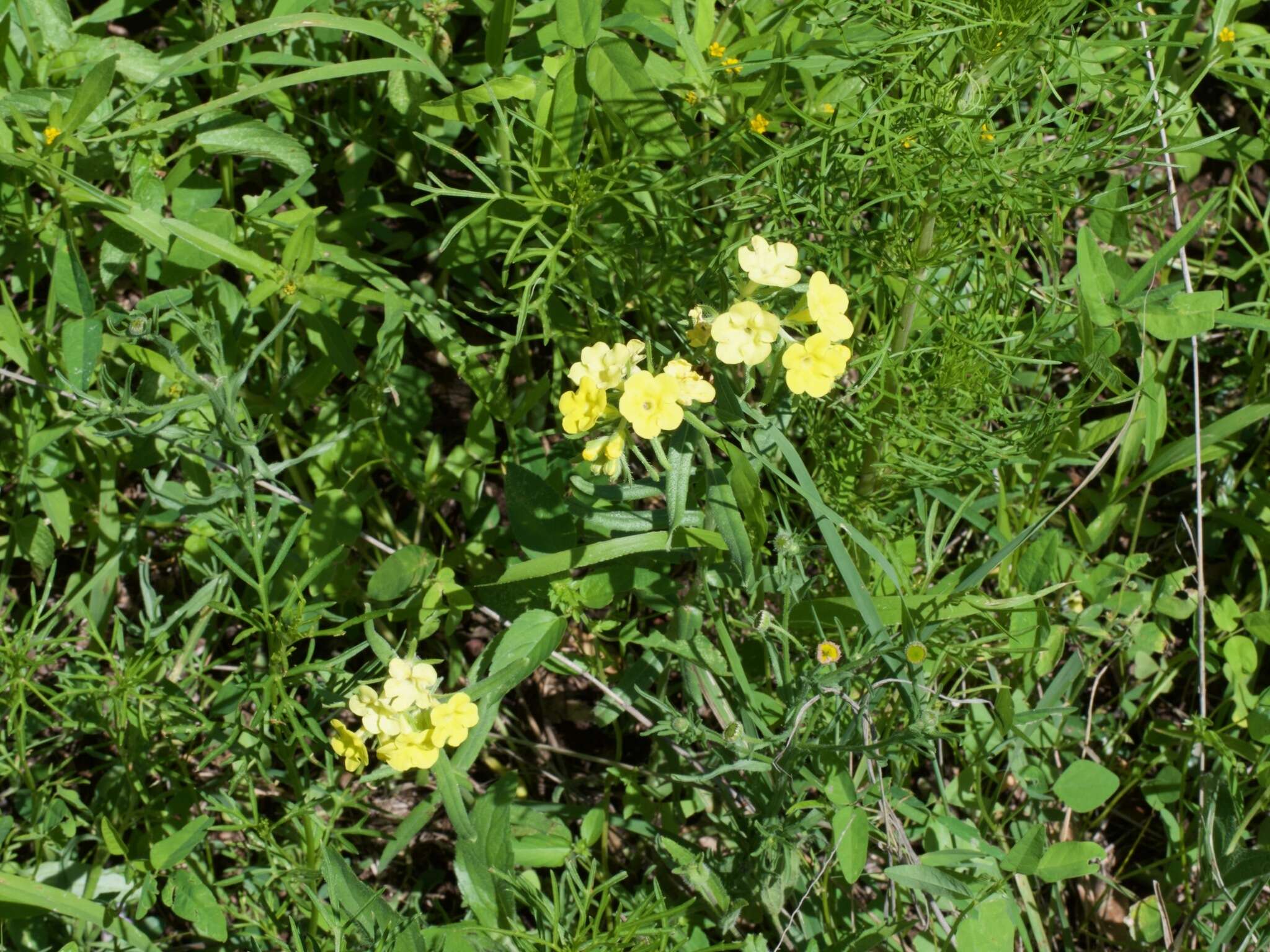 Plancia ëd Lithospermum cobrense Greene