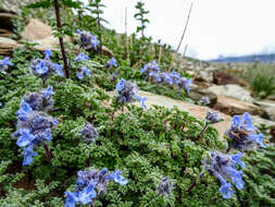 Plancia ëd Nepeta longibracteata Benth.