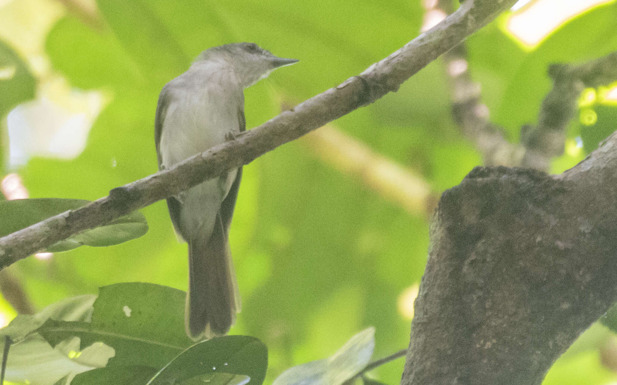 Image of Sooty-capped Babbler