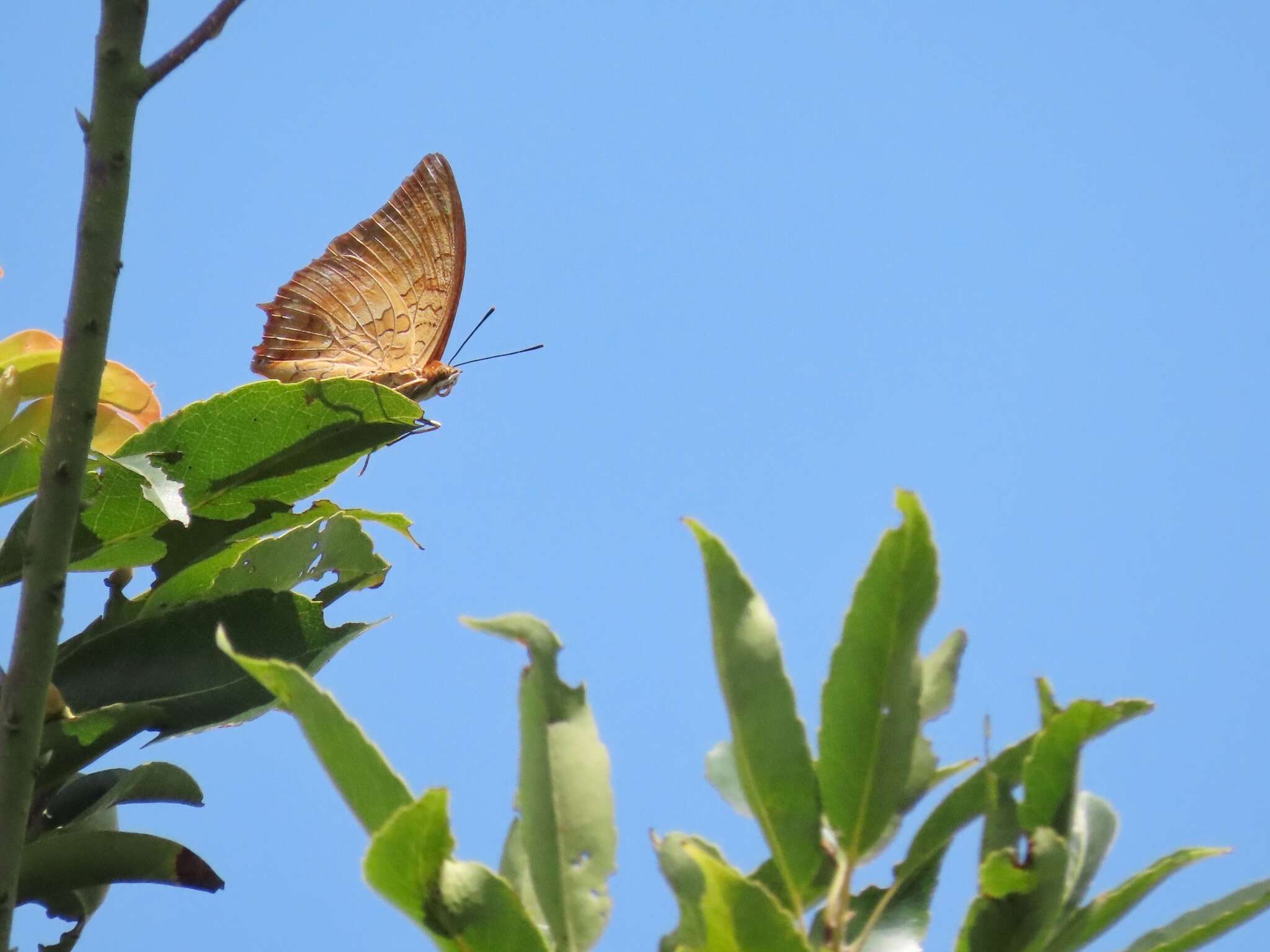 Image of Charaxes marmax Westwood 1848