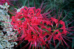 Image of red spider lily