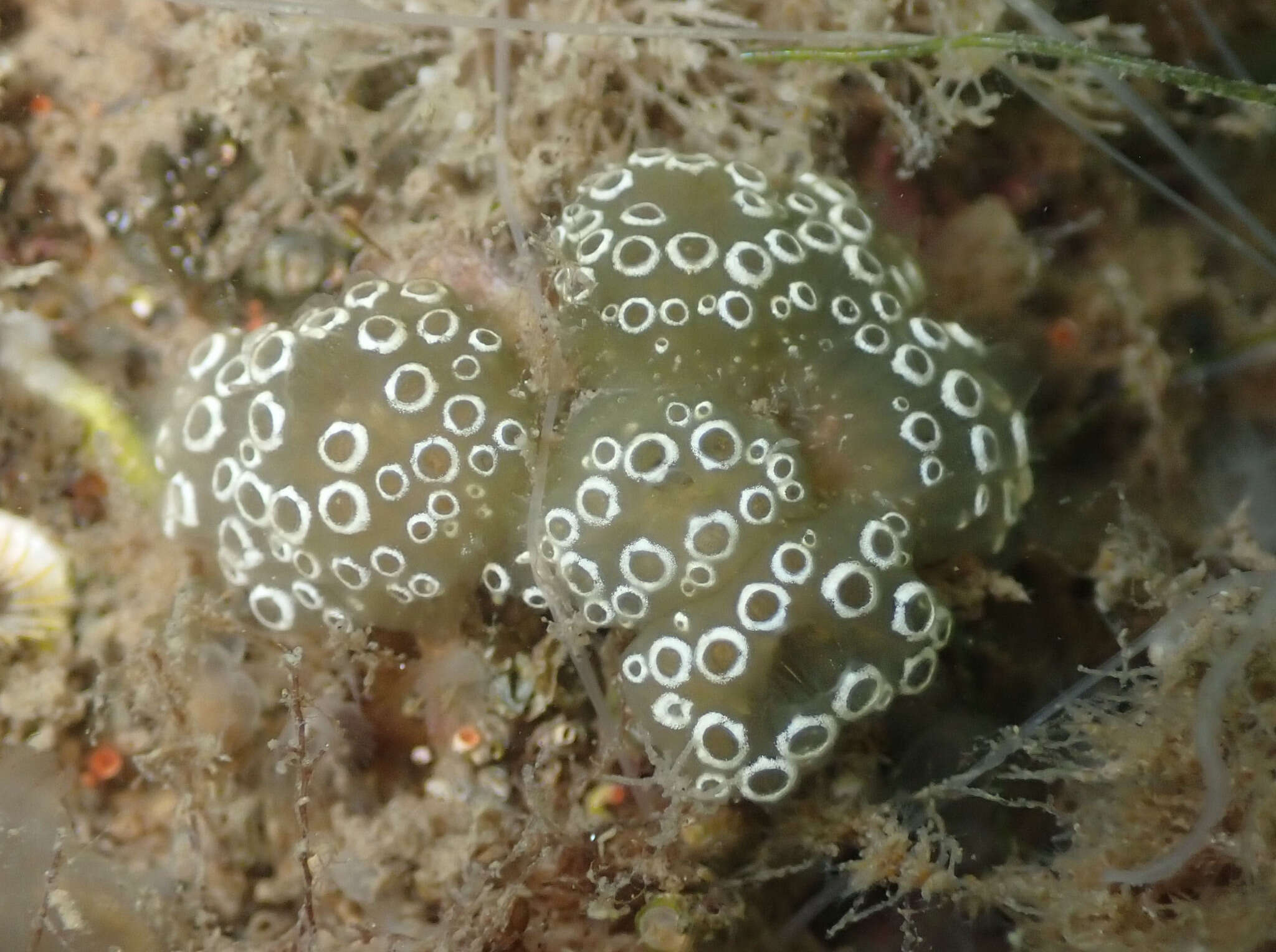 Image of Mottled Encrusting Tunicate