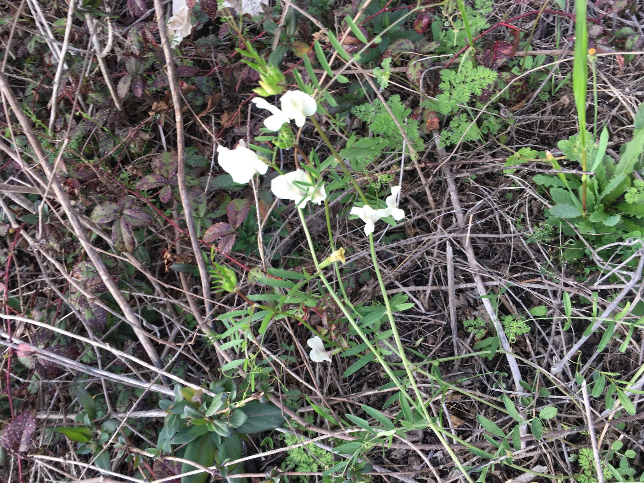 Imagem de Vicia grandiflora Scop.