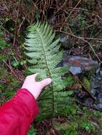 Image of Alaska hollyfern