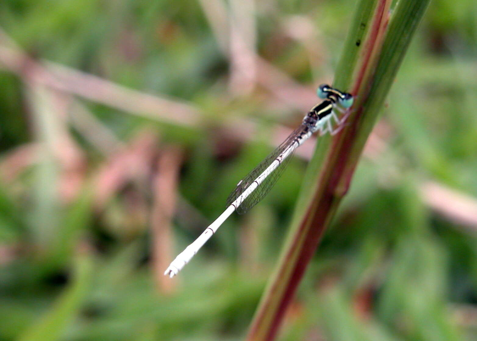 Imagem de Agriocnemis lacteola Selys 1877