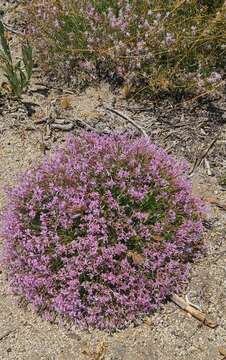 Plancia ëd Ipomopsis guttata (A. Gray) R. Moran