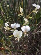 Image of Pelargonium longicaule Jacq.