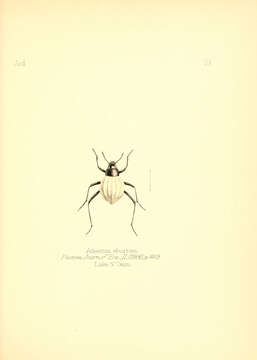 Image of Adesmia Fischer von Waldheim 1822