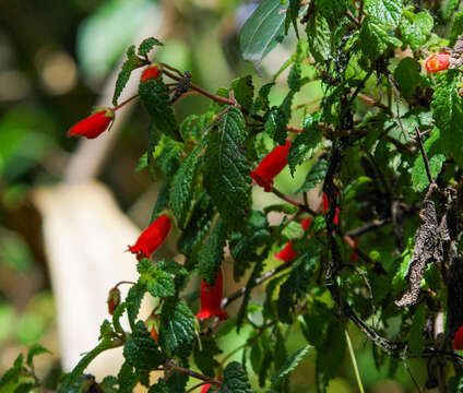 Heppiella ulmifolia (Kunth) Hanst.的圖片