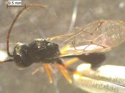 صورة <i>Anacharis zealandica</i>