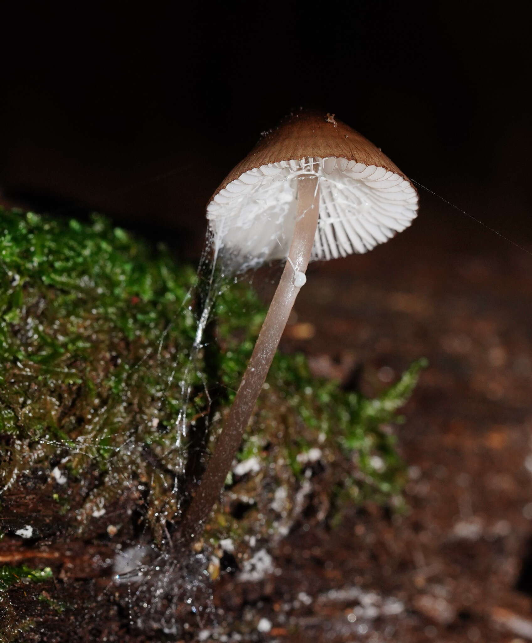 Sivun Mycena mulawaestris Grgur. 2003 kuva