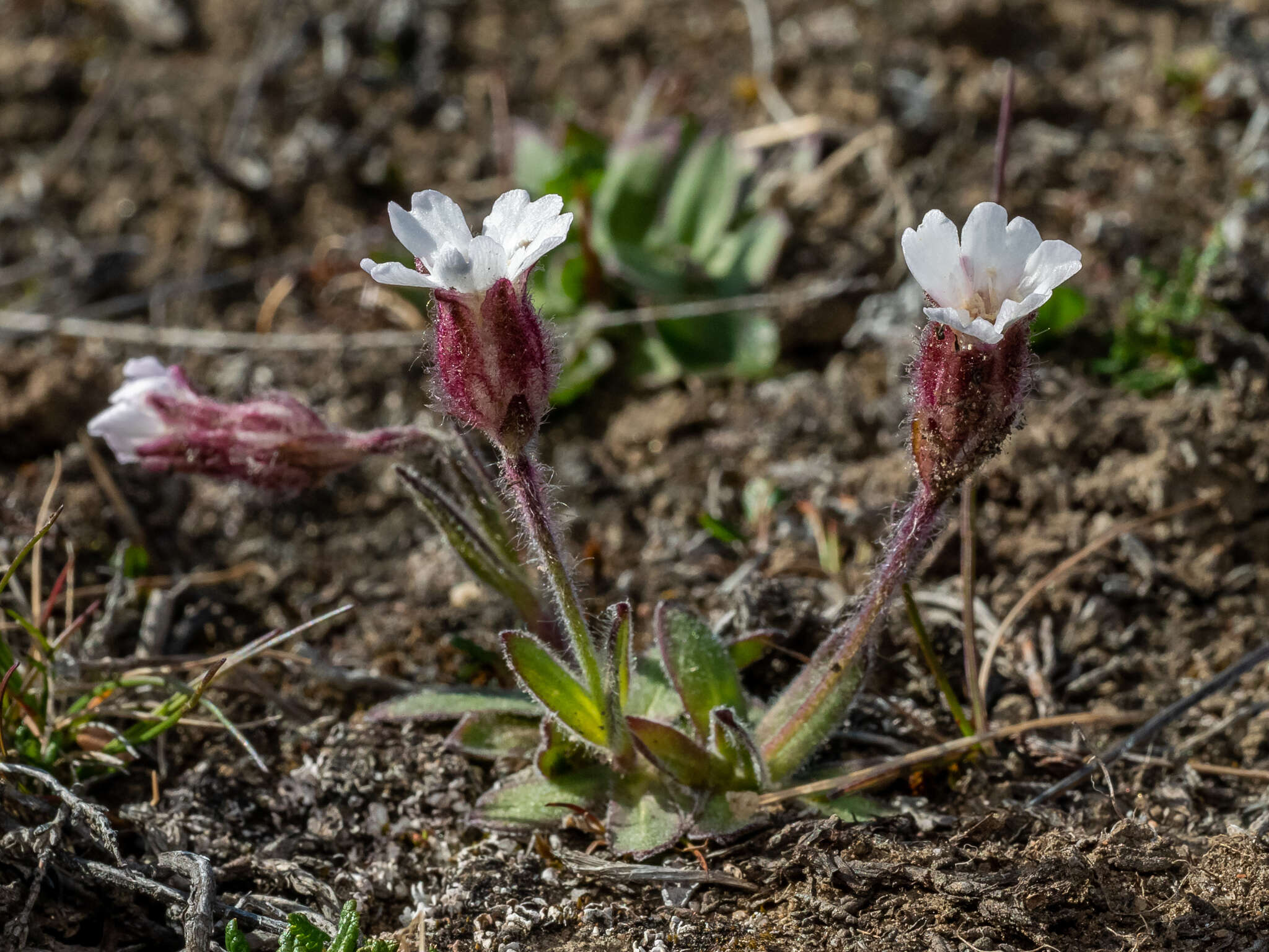 Image of arctic catchfly