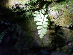 Image of spleenwort