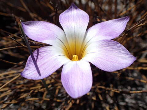 Image of Romulea atrandra var. esterhuyseniae M. P. de Vos