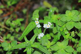 Слика од Cryptantha limensis (A. DC.) I. M. Johnst.