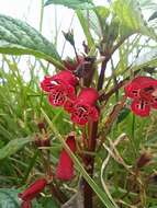 Sivun Kohleria inaequalis var. ocellata (Hook.) L. P. Kvist & L. E. Skog kuva