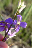 Image of Heliophila digitata L. fil.