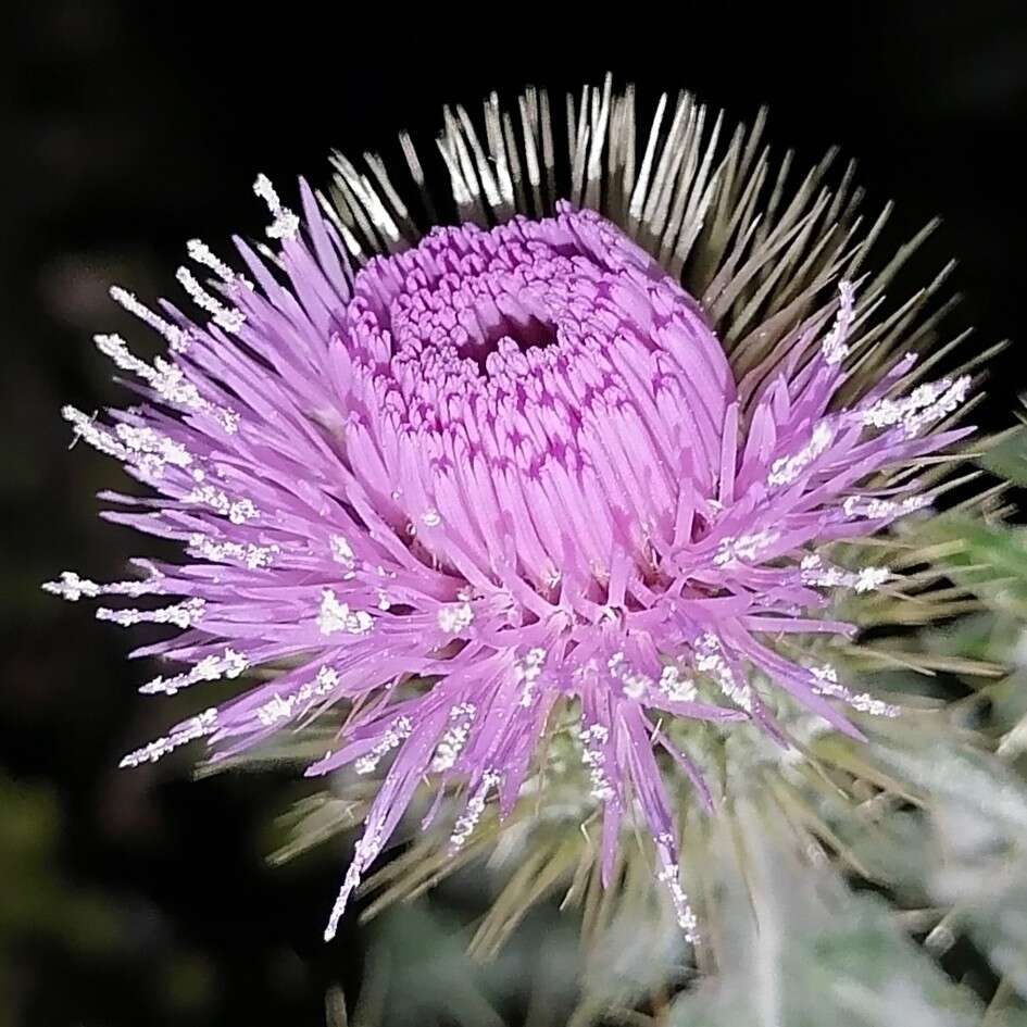 Image of Cirsium rhaphilepis (Hemsl.) Petr.