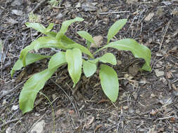 Plancia ëd Andersonglossum occidentale (A. Gray) J. I. Cohen