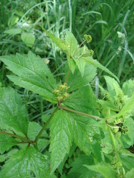 Image of clustered blacksnakeroot