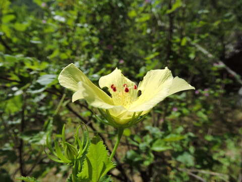 Hibiscus ribifolius A. Gray的圖片