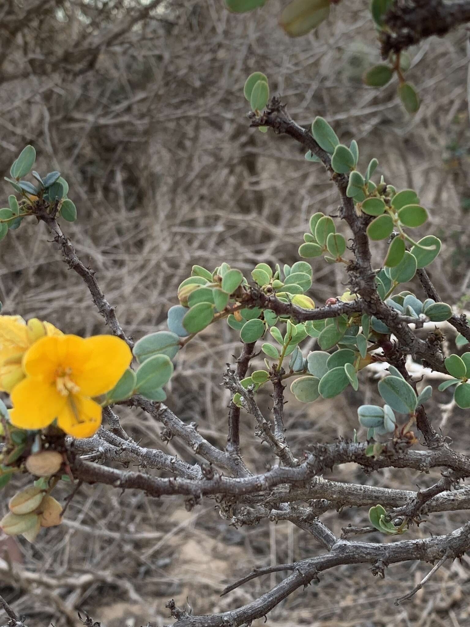 Senna purpusii (Brandegee) H. S. Irwin & Barneby的圖片