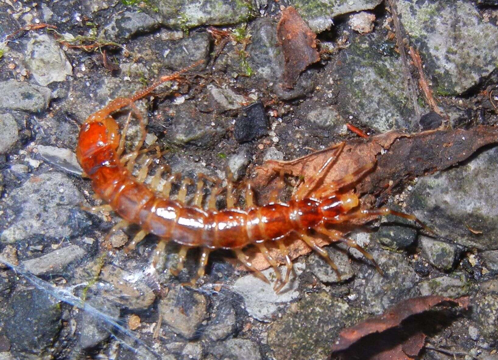 Image of Lithobius variegatus Leach 1814