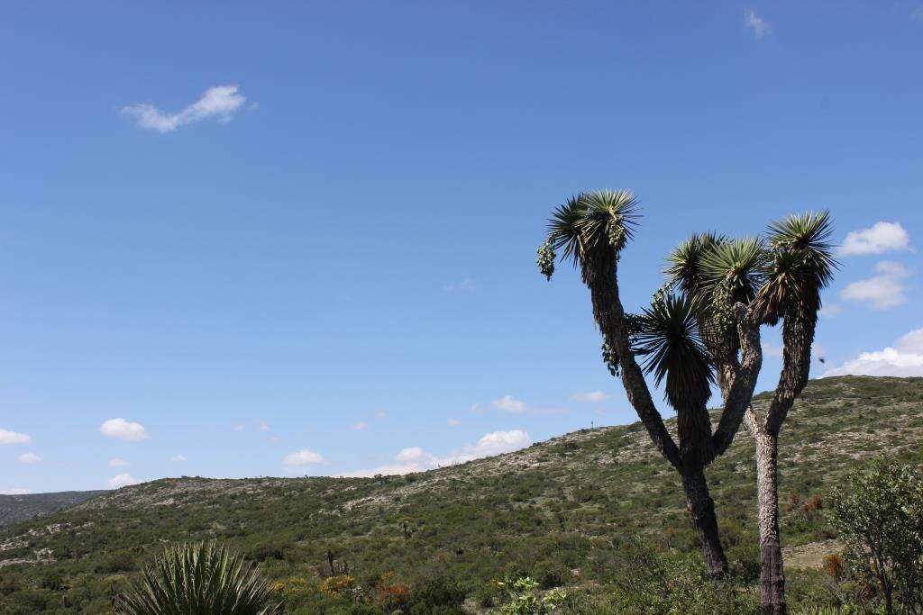 Image of Yucca potosina Rzed.