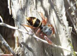 Image of Apricia jovialis (L. Koch 1879)