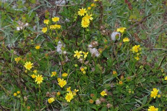 Imagem de Senecio litorosus Fourc.