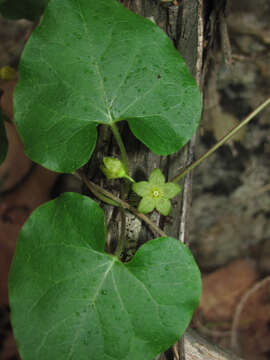 Image of plateau milkvine