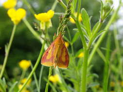 Ostrinia palustralis Hübner 1796 resmi