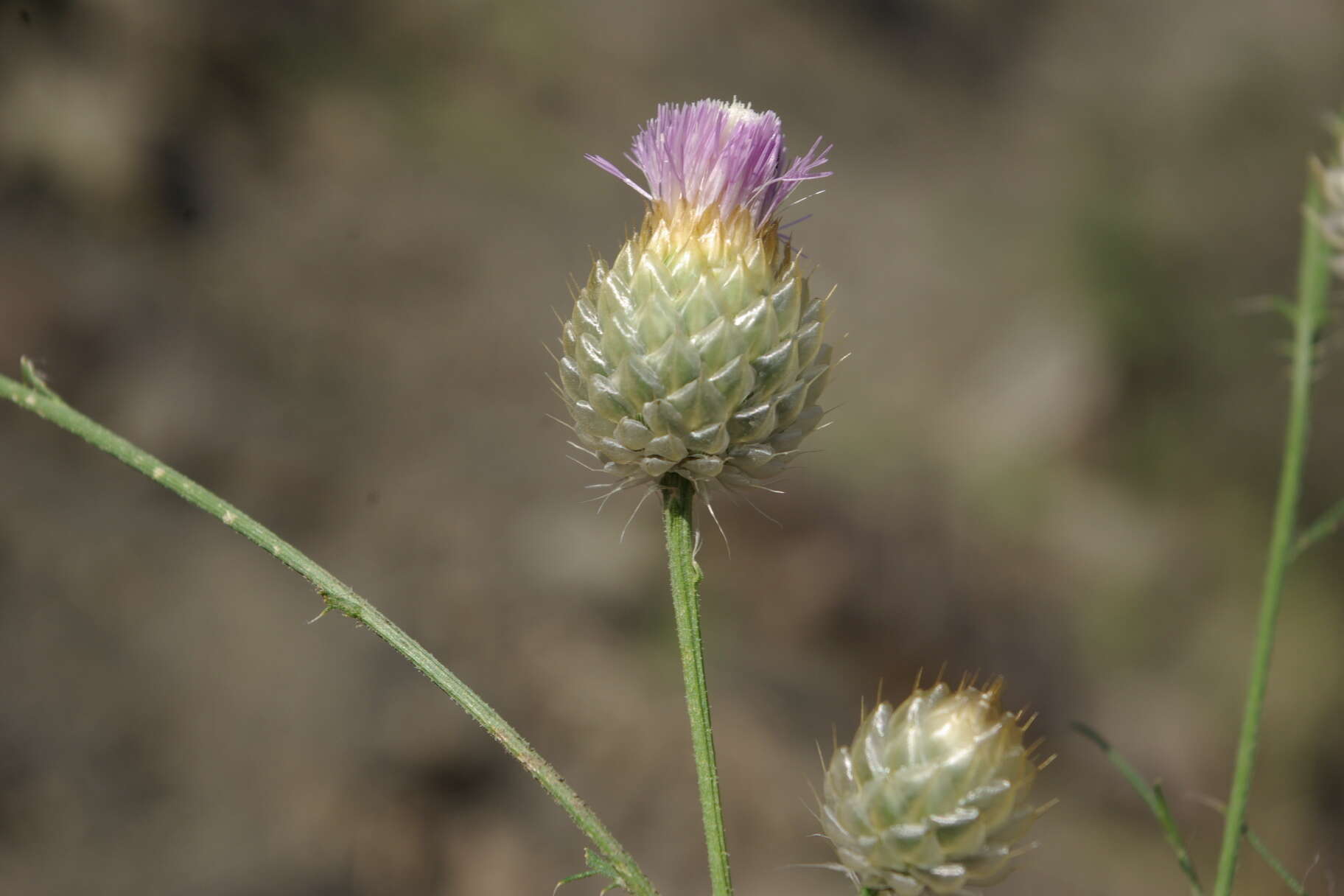 Image of Callicephalus nitens (M. Bieb.) C. A. Mey.