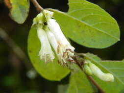 Image of pink snowberry