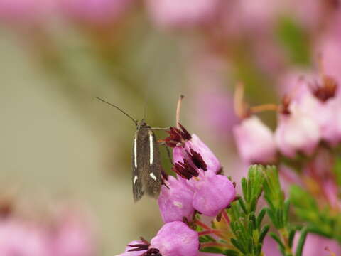 Слика од Scythris knochella Fabricius 1794