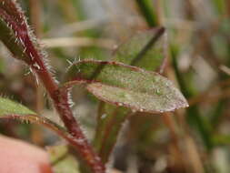 Image of Wahlenbergia rupestris G. Simpson