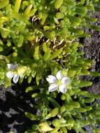 Image of Spergularia azorica (Kindb.) Lebel