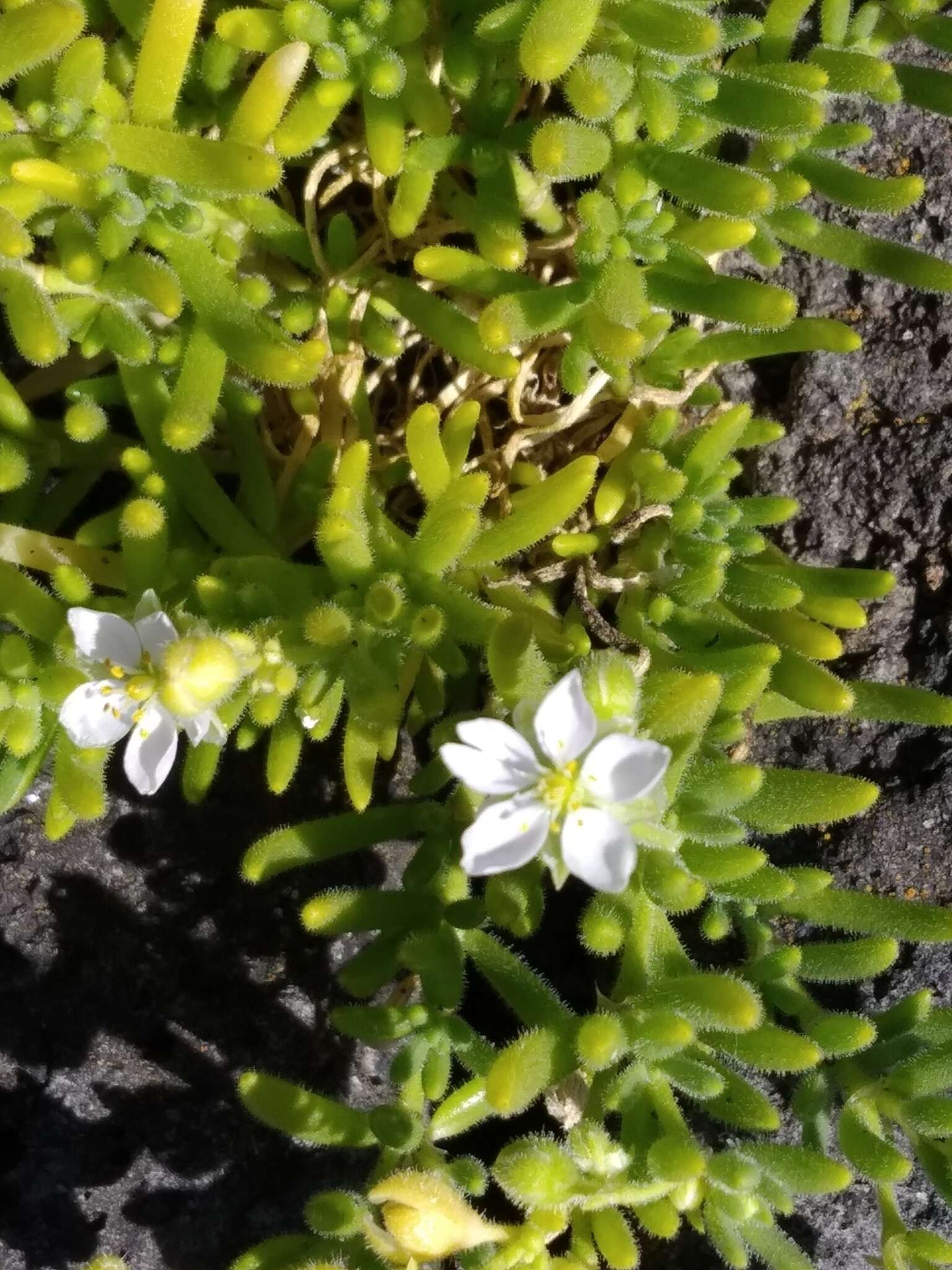 Image of Spergularia azorica (Kindb.) Lebel