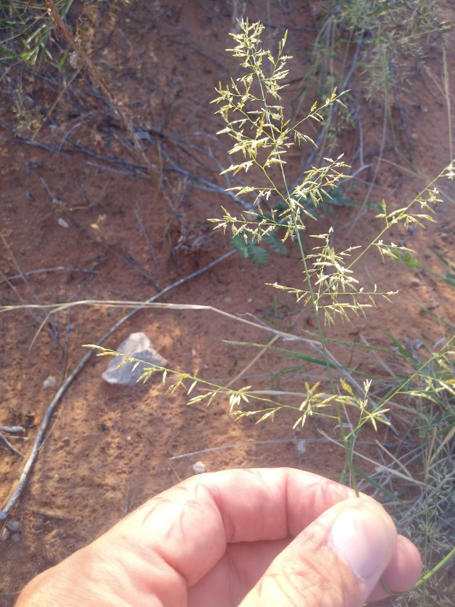 Plancia ëd Eragrostis lehmanniana Nees