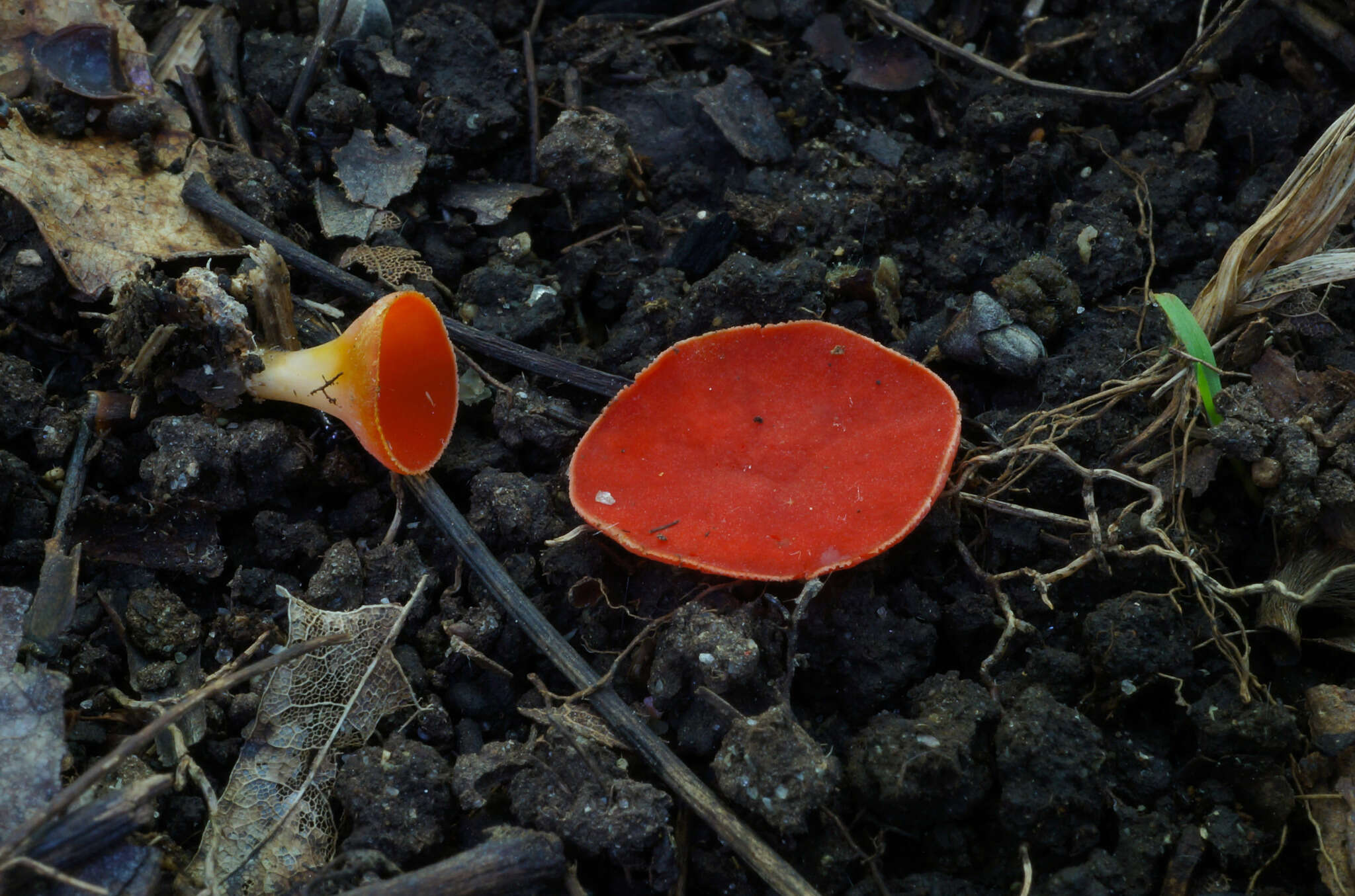 Sivun Sarcoscypha occidentalis (Schwein.) Sacc. 1889 kuva