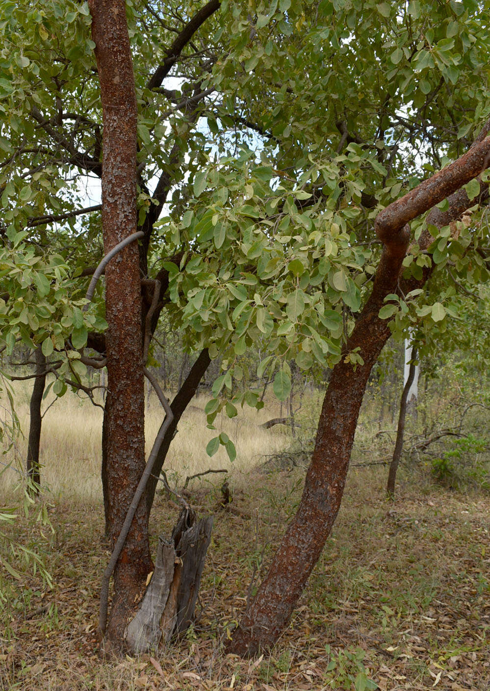 Image of Corymbia erythrophloia (Blakely) K. D. Hill & L. A. S. Johnson