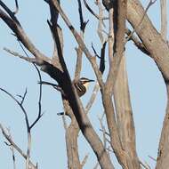 Image of Chestnut-crowned Babbler