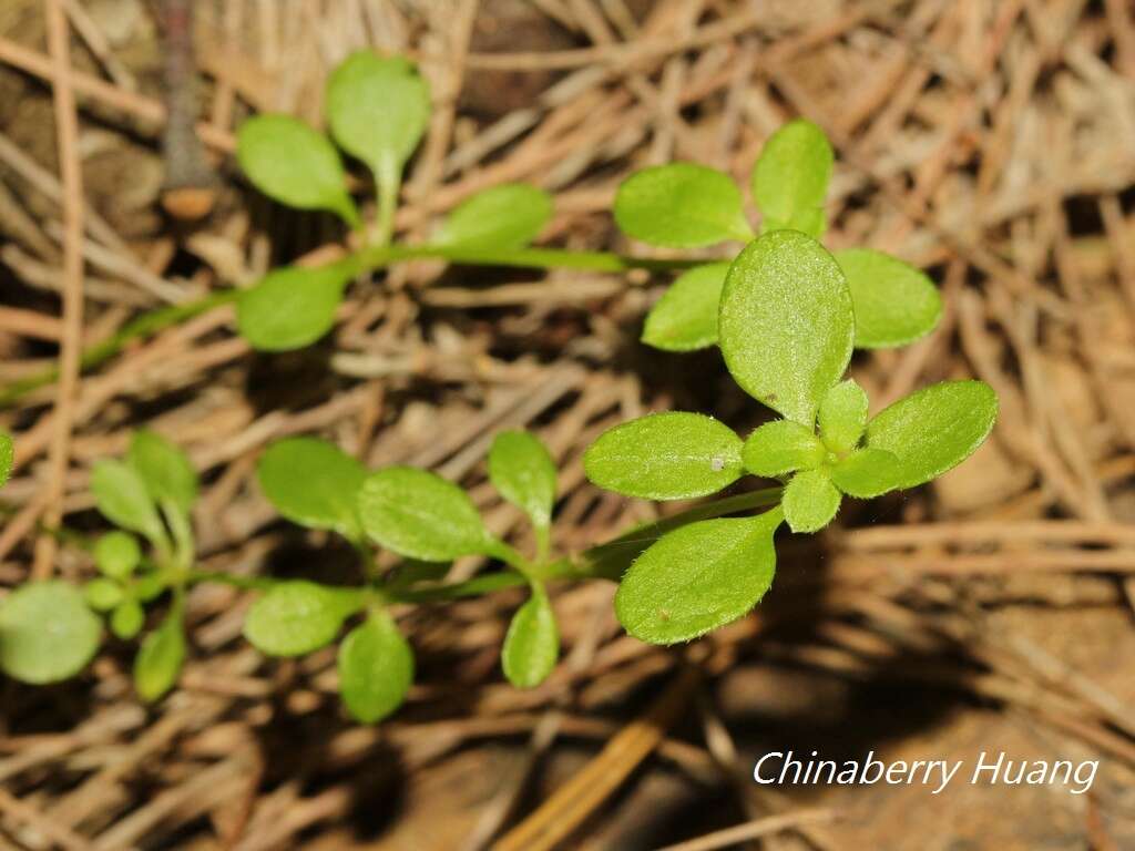 Plancia ëd Galium bungei var. trachyspermum (A. Gray) Cufod.