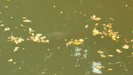 Image of Cyprinus carpio Linnaeus 1758