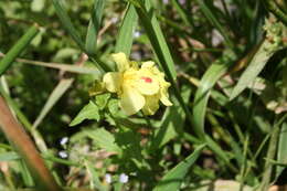 Imagem de Erythranthe lutea (L.) G. L. Nesom