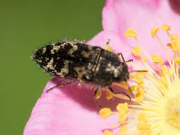 Imagem de Acmaeodera hepburnii Le Conte 1860