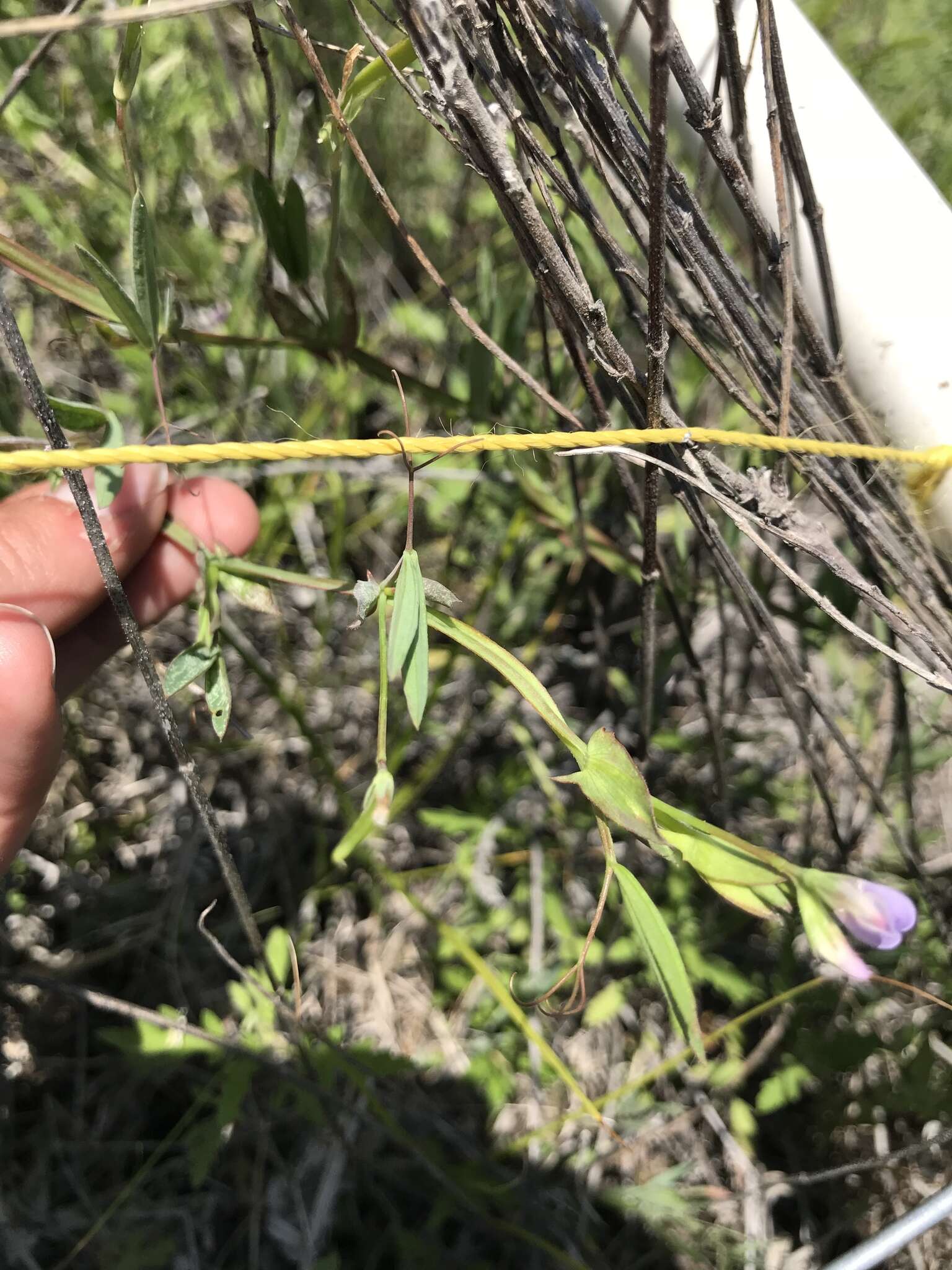 Lathyrus pusillus Elliott resmi